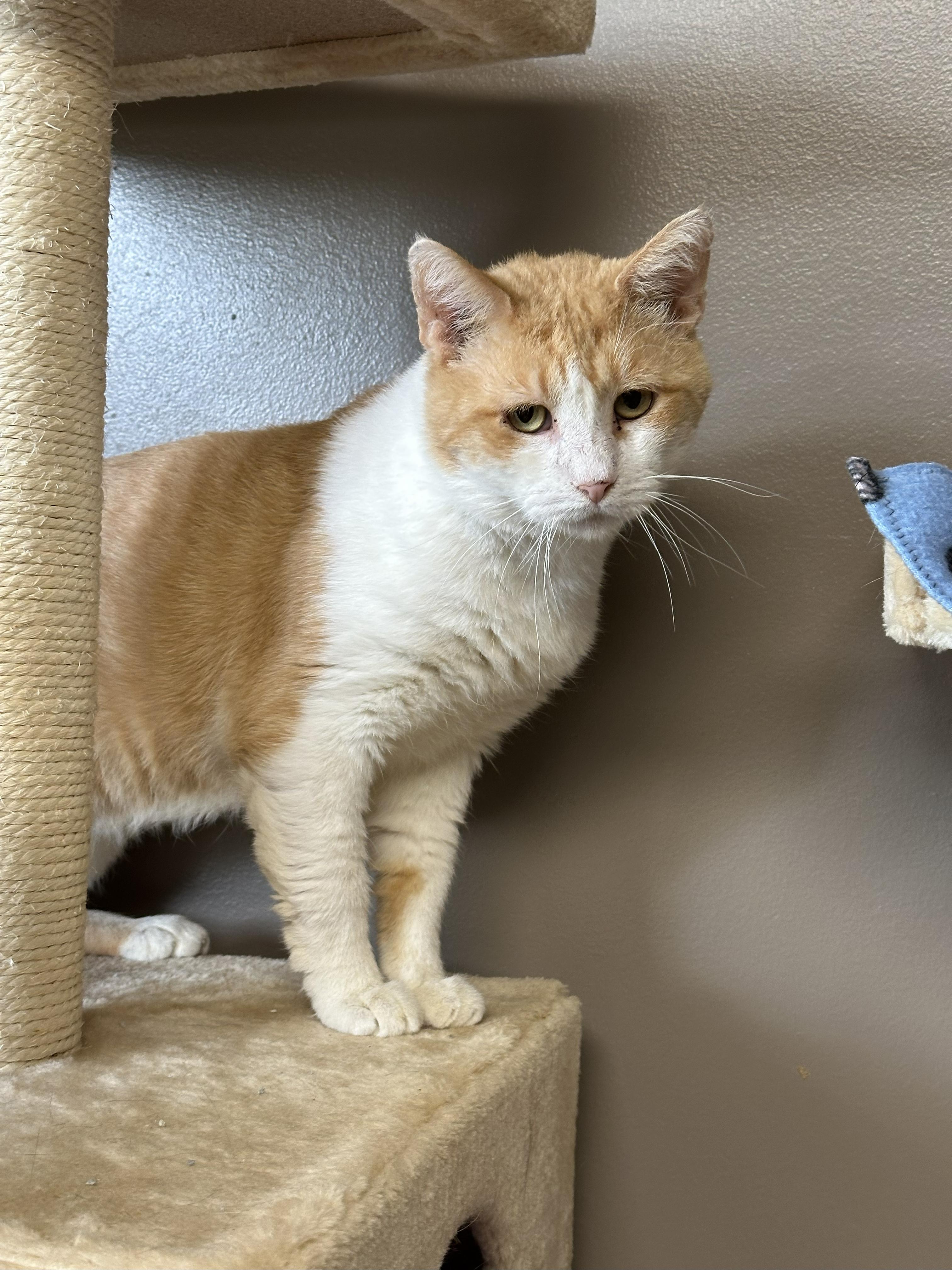 Enlarge McDreamy, a Adoptable Domestic Short Hair in Crystal Lake, IL image 5/5