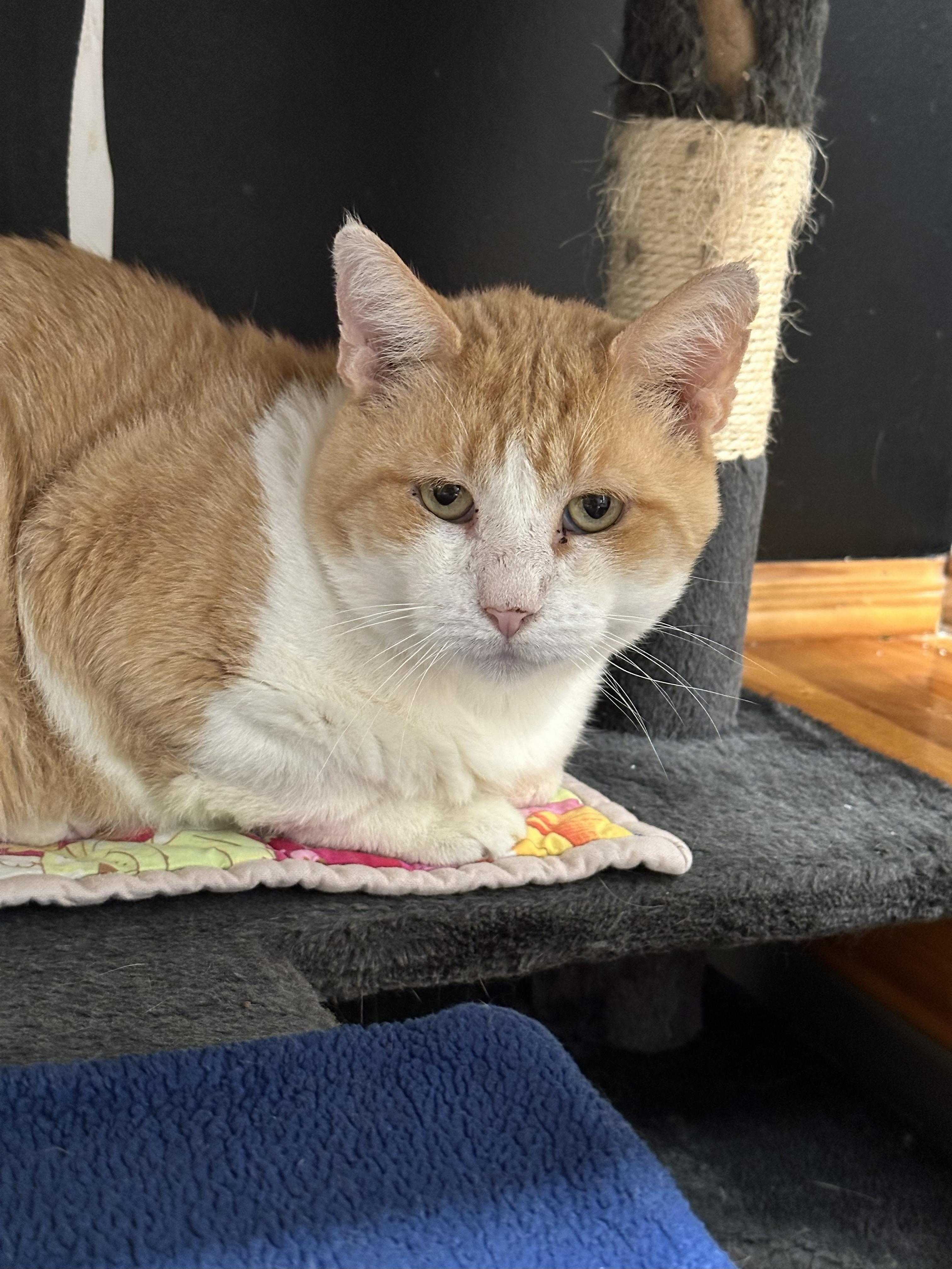 Enlarge McDreamy, a Adoptable Domestic Short Hair in Crystal Lake, IL image 3/5