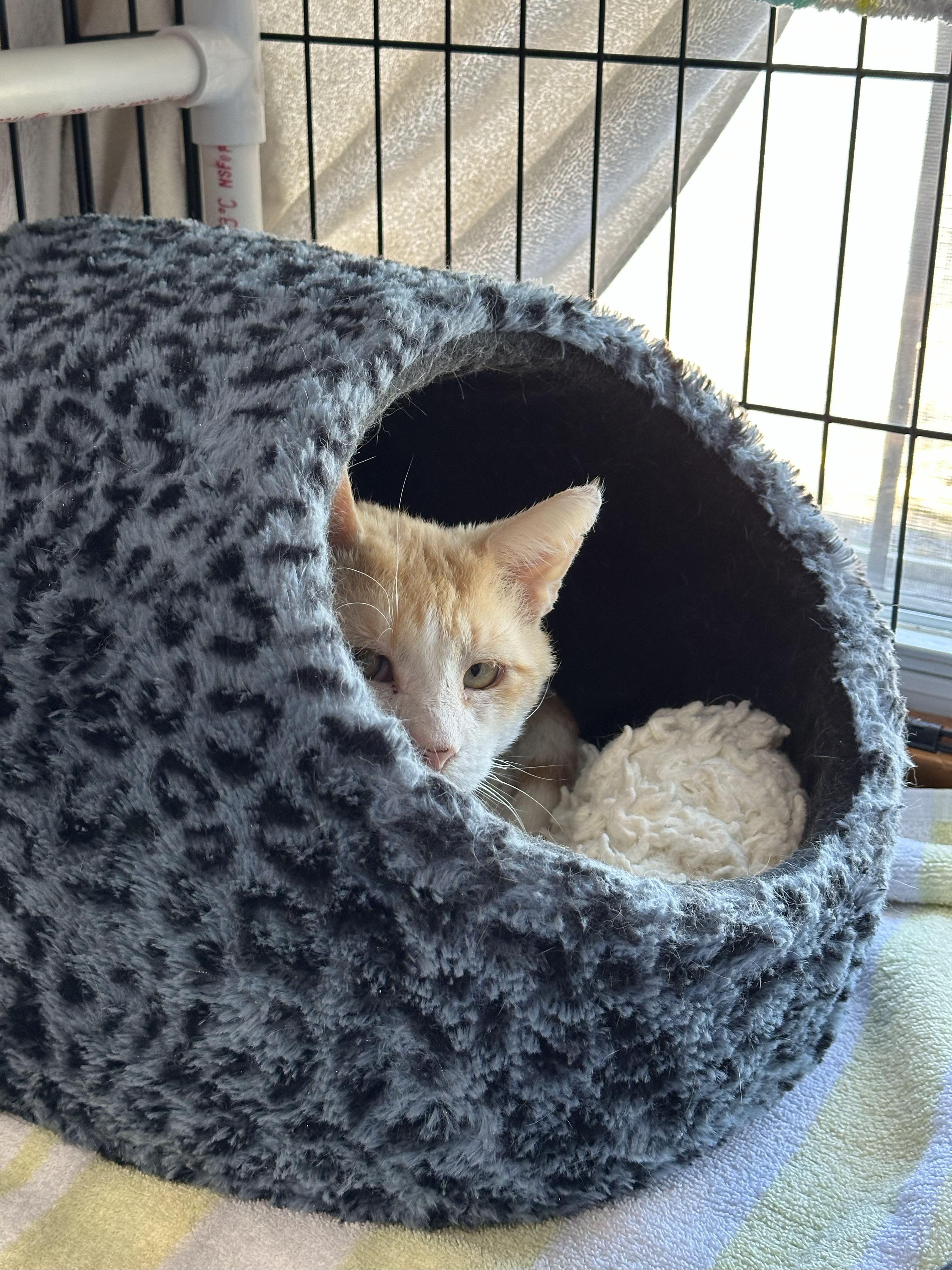 Enlarge McDreamy, a Adoptable Domestic Short Hair in Crystal Lake, IL image 4/5