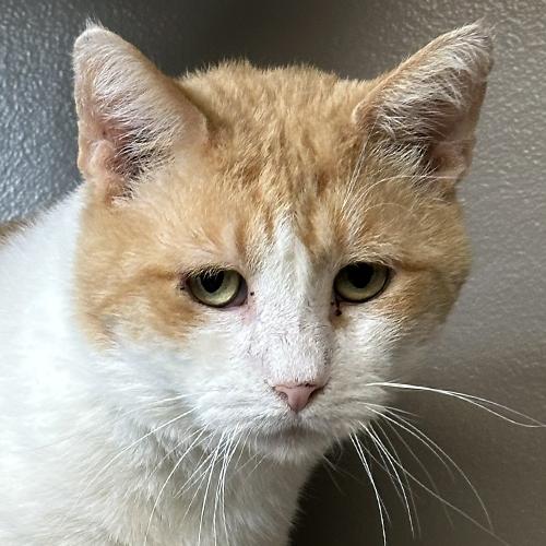 Enlarge McDreamy, a Adoptable Domestic Short Hair in Crystal Lake, IL image 1/5