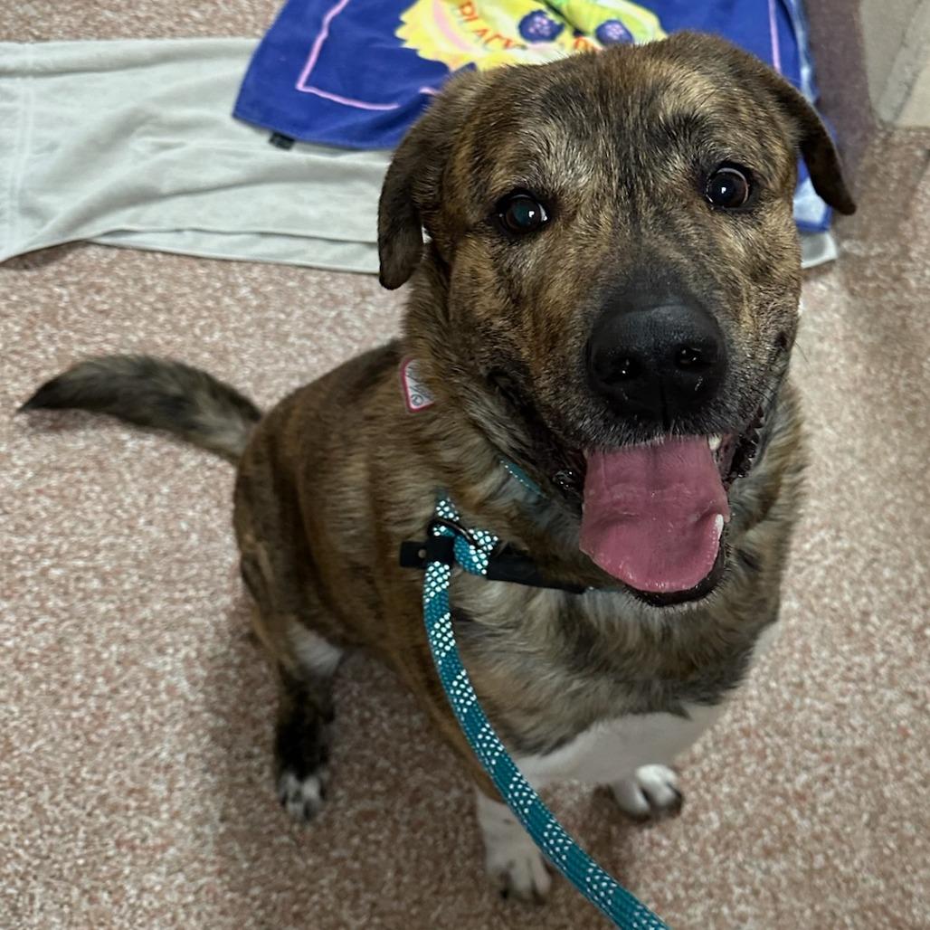 Shiloh-in foster $399 - See my Video!