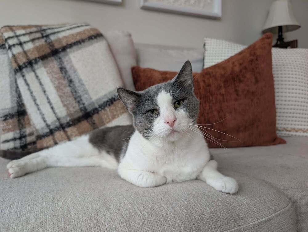 Horatio (Berloiz), Adoptable, Adult Male Domestic Short Hair.