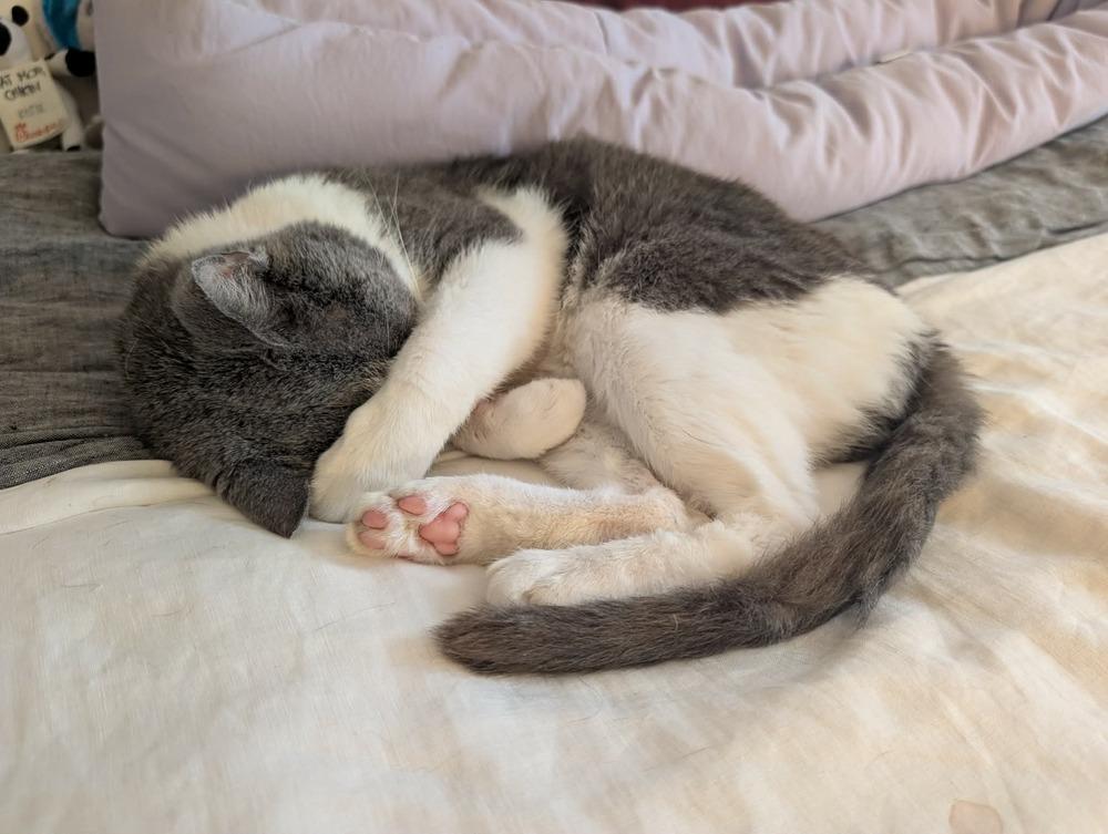 Enlarge Horatio (Berloiz), a Adoptable Domestic Short Hair in Chicago, IL image 2/6