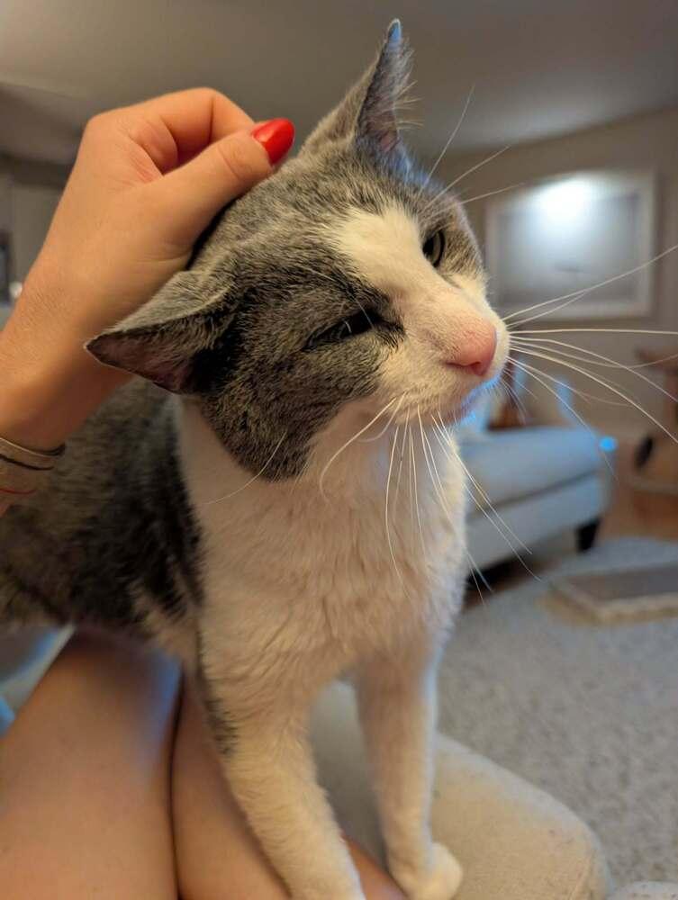 Enlarge Horatio (Berloiz), a Adoptable Domestic Short Hair in Chicago, IL image 3/6