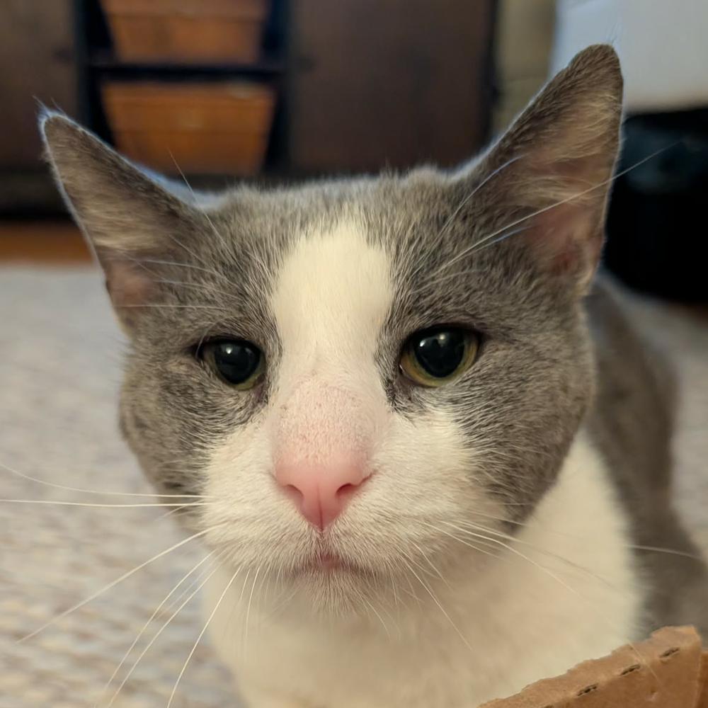 Enlarge Horatio (Berloiz), a Adoptable Domestic Short Hair in Chicago, IL image 4/6