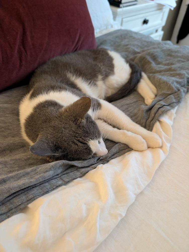 Enlarge Horatio (Berloiz), a Adoptable Domestic Short Hair in Chicago, IL image 5/6