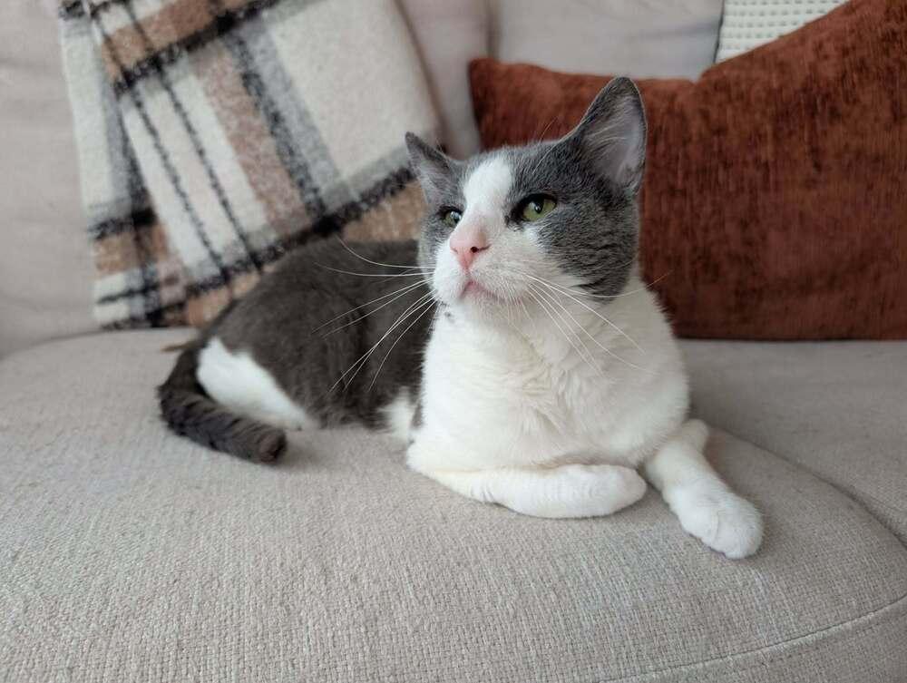 Enlarge Horatio (Berloiz), a Adoptable Domestic Short Hair in Chicago, IL image 6/6