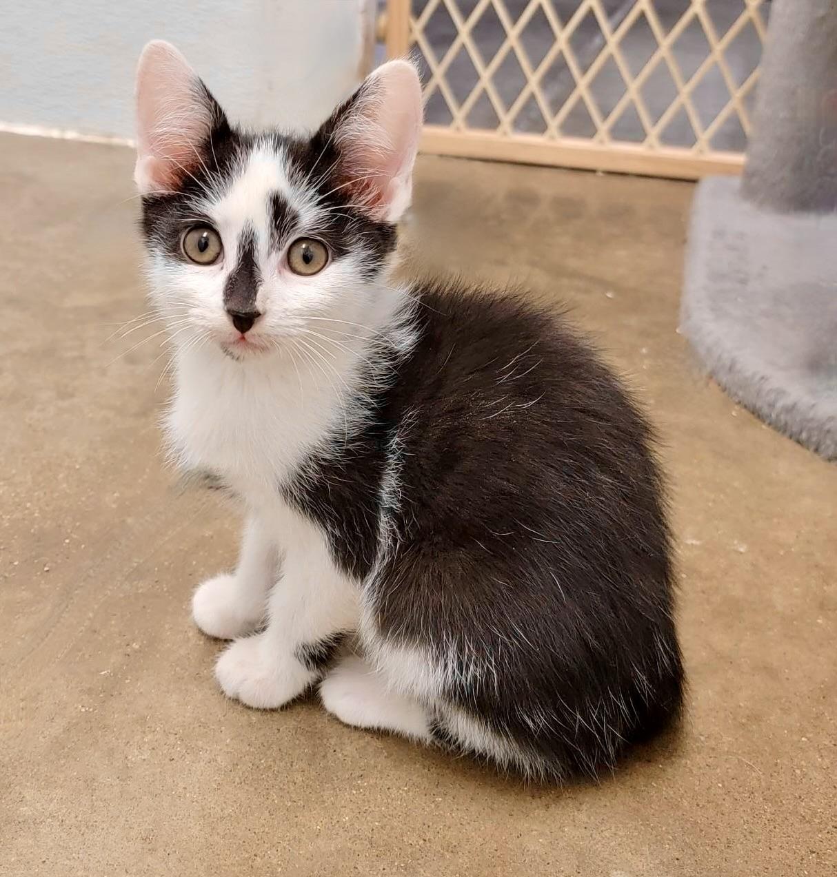 Enlarge TEX, a Adoptable mixed breed in Wilmington, OH image 1/1