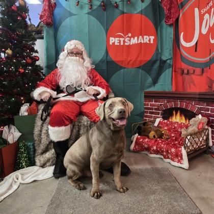 Hershey, a Adoptable mixed breed in Sanford, FL image 1/2