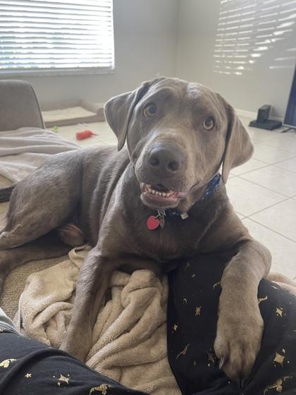 Hershey, a Adoptable mixed breed in Sanford, FL image 2/2