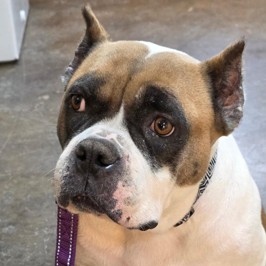 Candy, Adoptable, Adult Female English Bulldog & Mixed Breed.