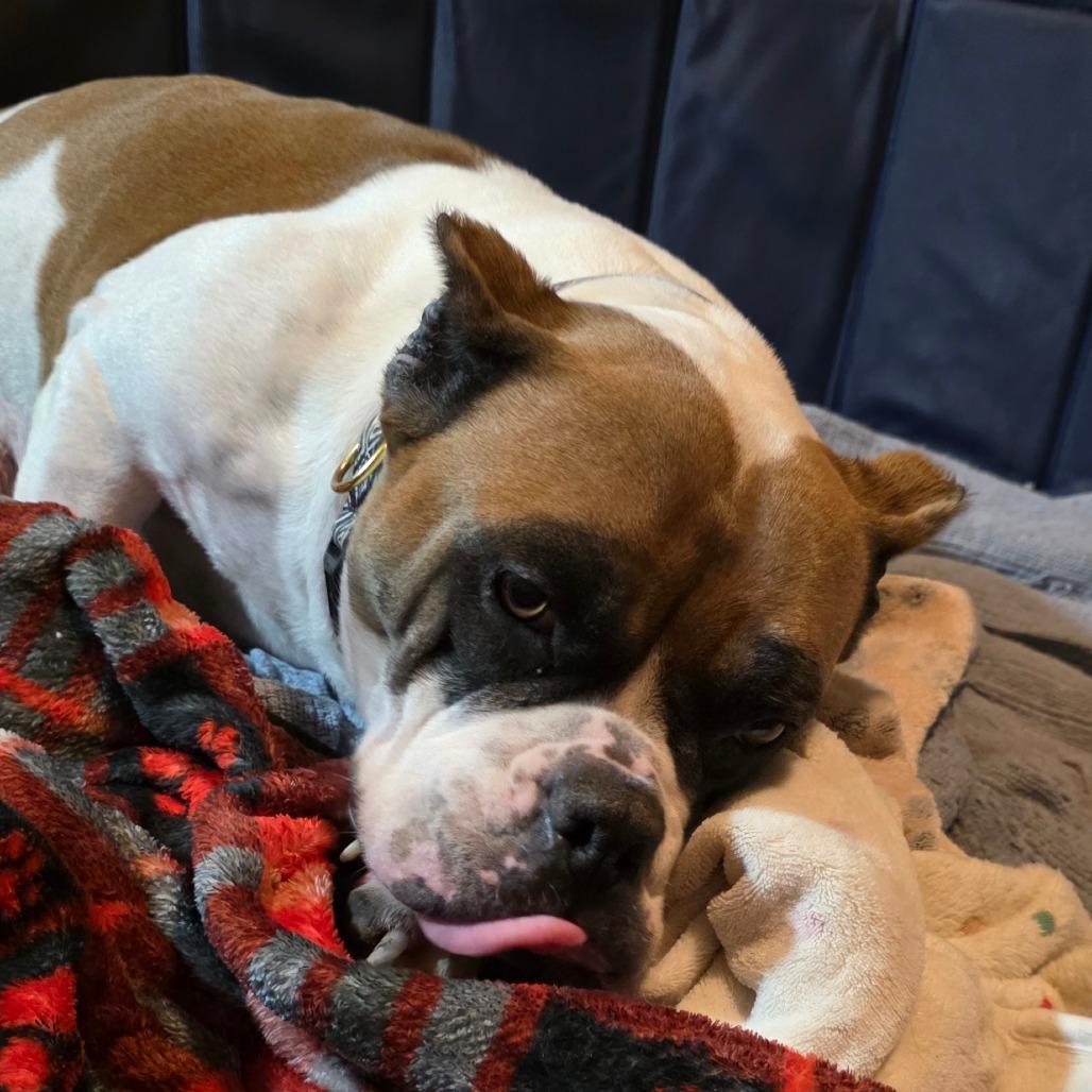 Candy, Adoptable, Adult Female English Bulldog & Mixed Breed.