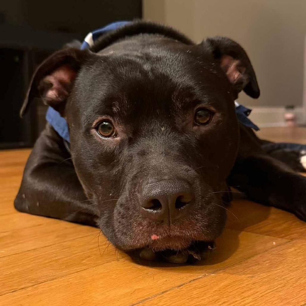 Dipper, Adoptable, Young Male Staffordshire Bull Terrier.
