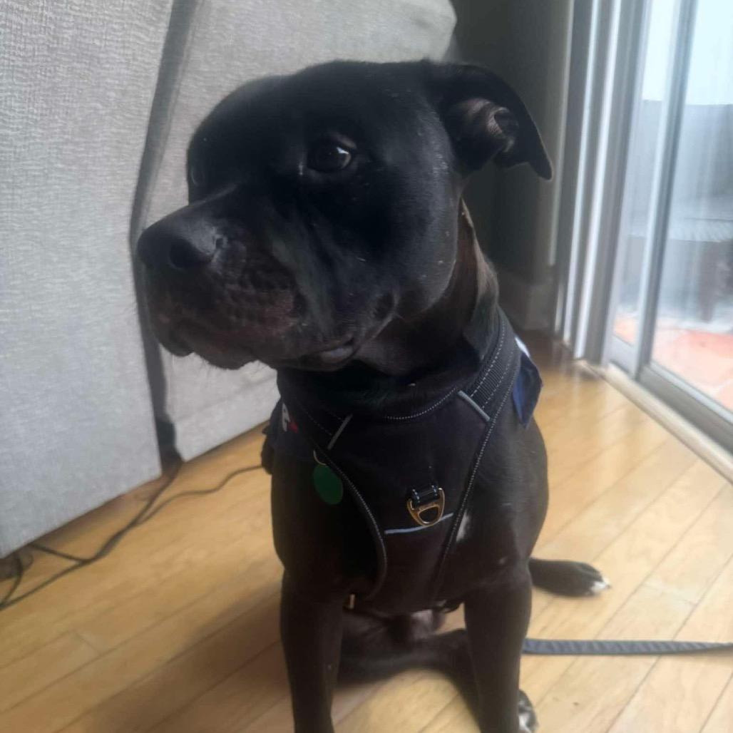 Enlarge Dipper, a Adoptable Staffordshire Bull Terrier in Tampa, FL image 2/6
