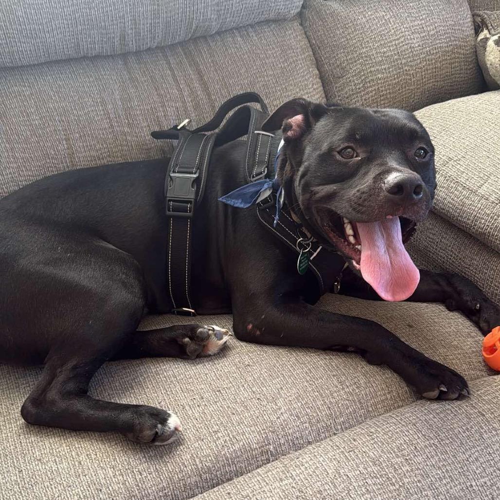 Enlarge Dipper, a Adoptable Staffordshire Bull Terrier in Tampa, FL image 3/6