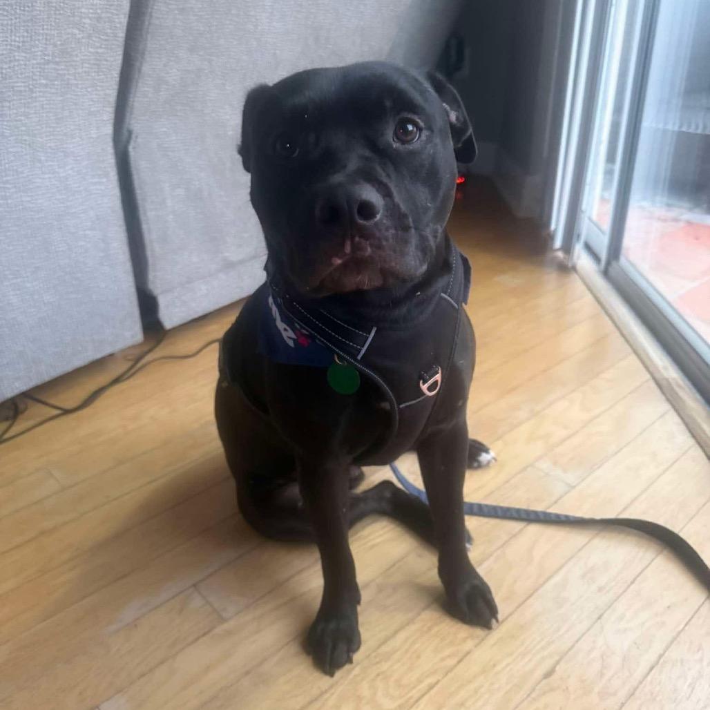 Enlarge Dipper, a Adoptable Staffordshire Bull Terrier in Tampa, FL image 5/6