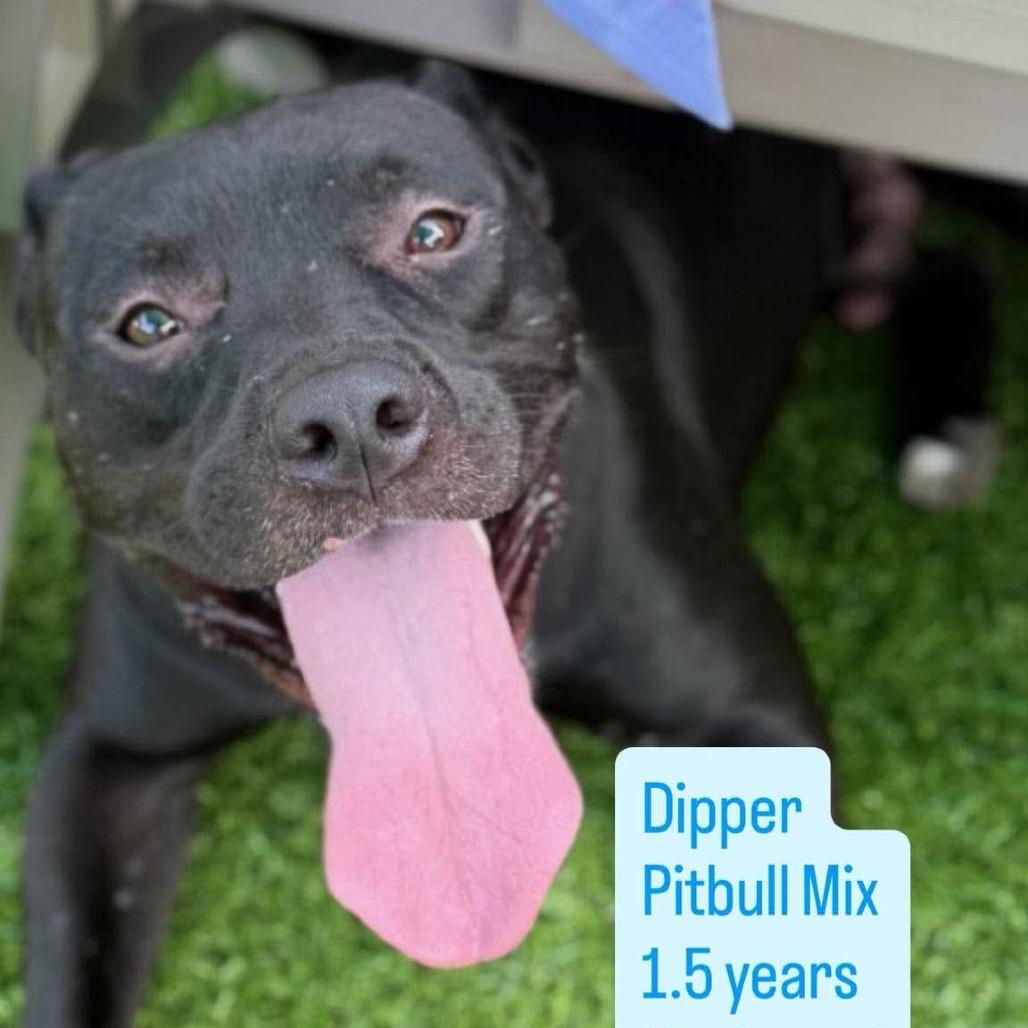 Enlarge Dipper, a Adoptable Staffordshire Bull Terrier in Tampa, FL image 6/6