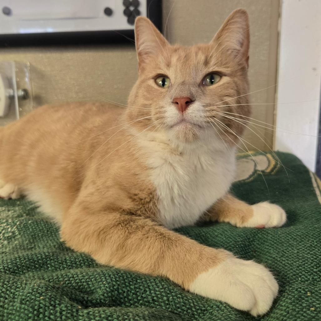 Enlarge Butter, a Adoptable Domestic Short Hair in Pennsville, NJ image 1/2