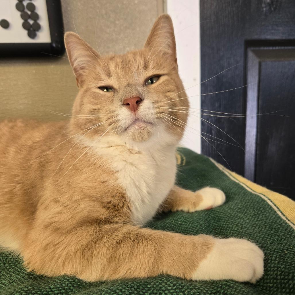 Enlarge Butter, a Adoptable Domestic Short Hair in Pennsville, NJ image 2/2