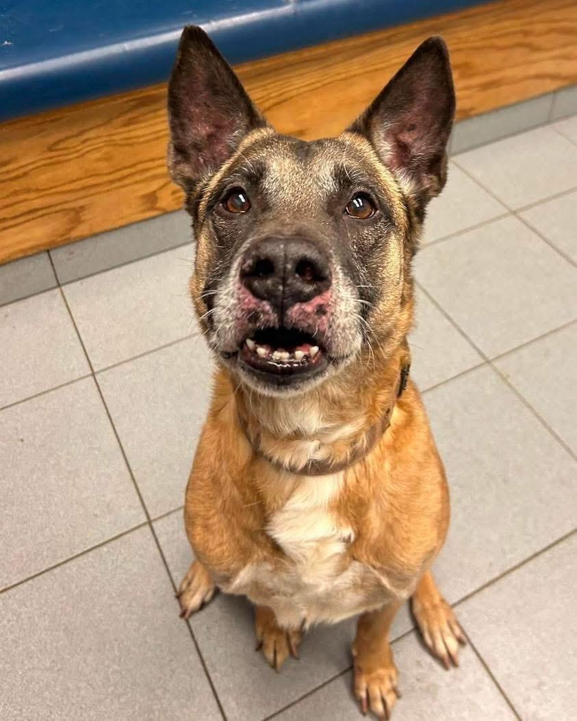 Enlarge Chopper, an adopted Shepherd in Buffalo, NY image 2/4