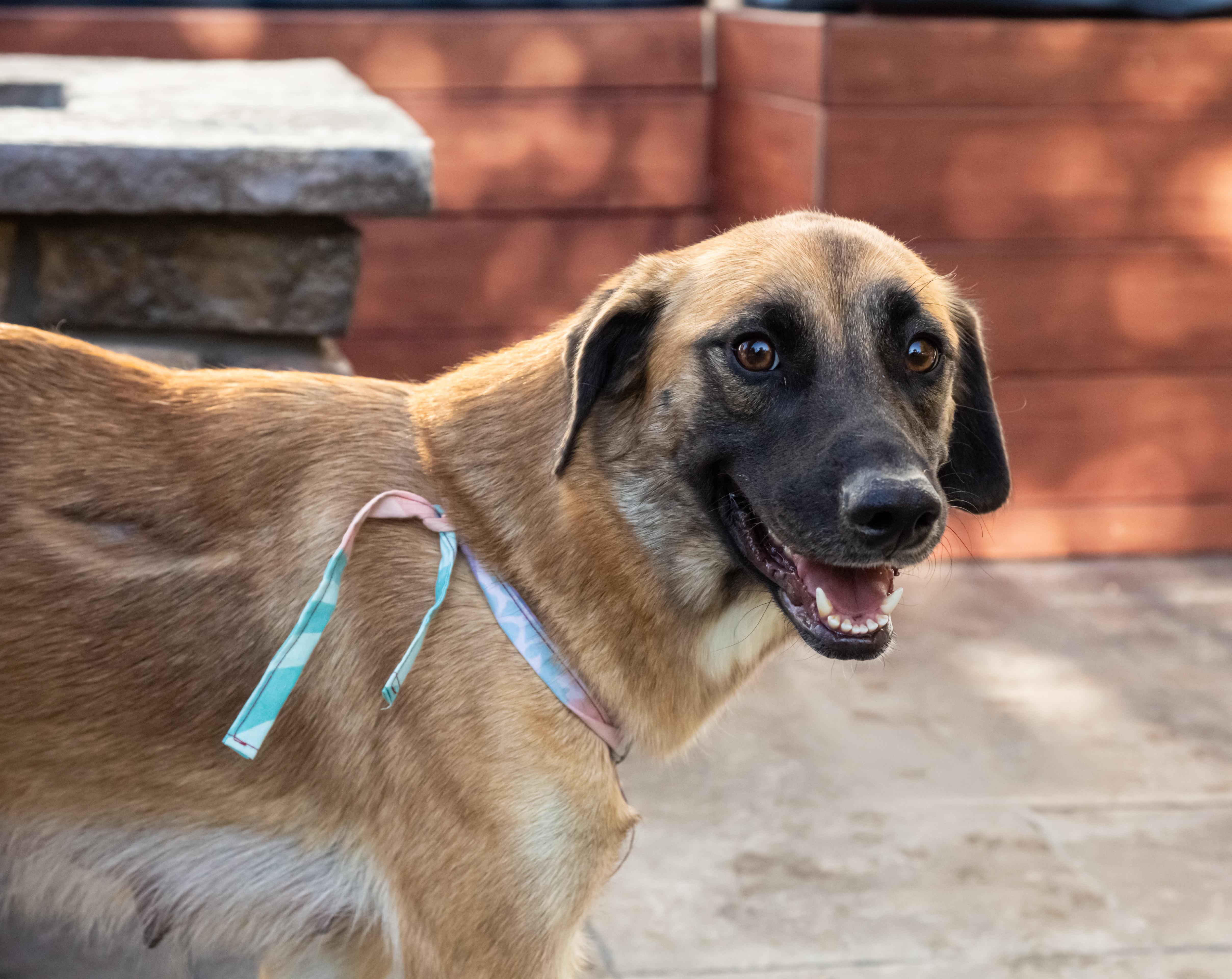 Nancy, Adoptable, Adult Female German Shepherd Dog.