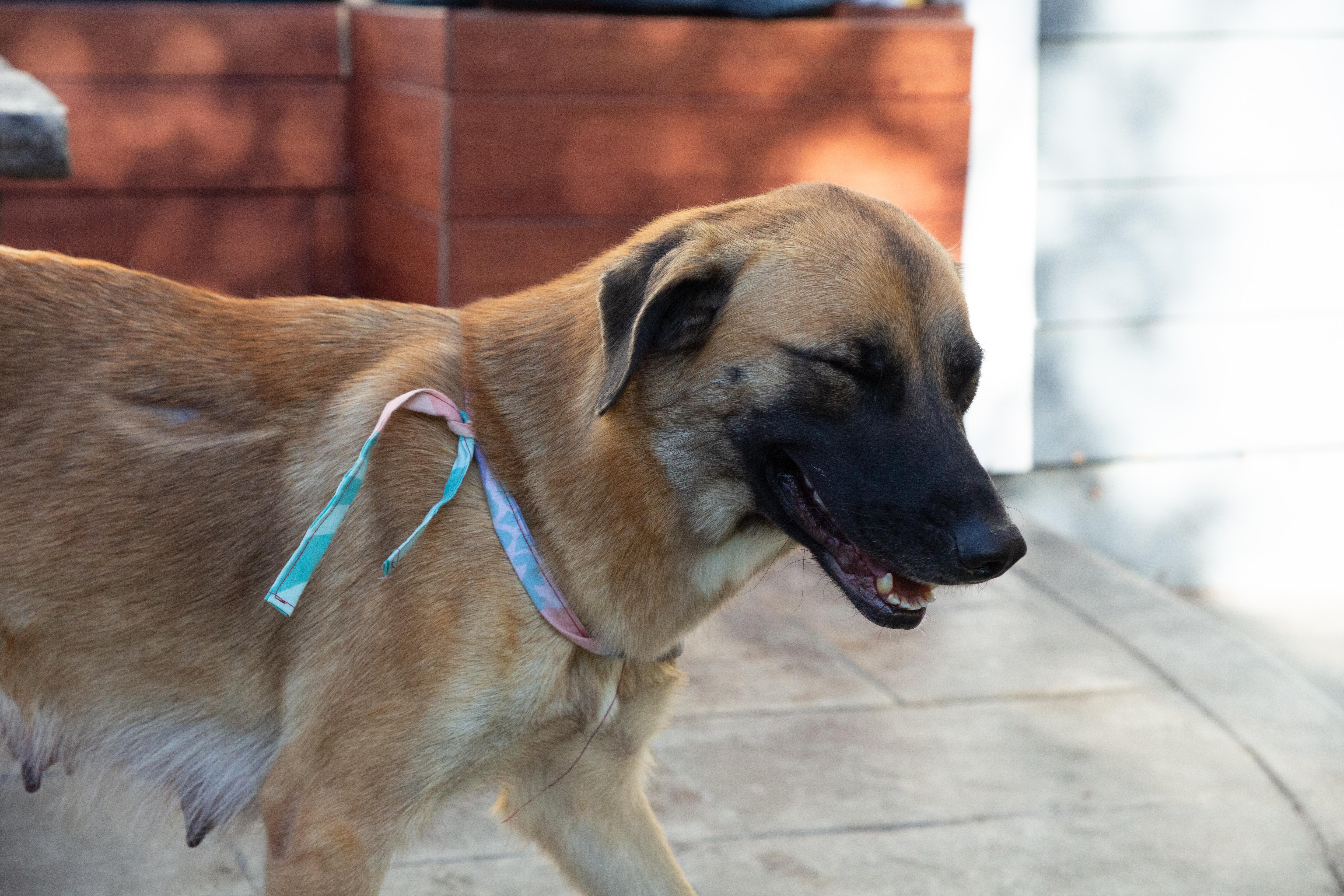 Nancy, a Adoptable mixed breed in Parker, CO image 2/4