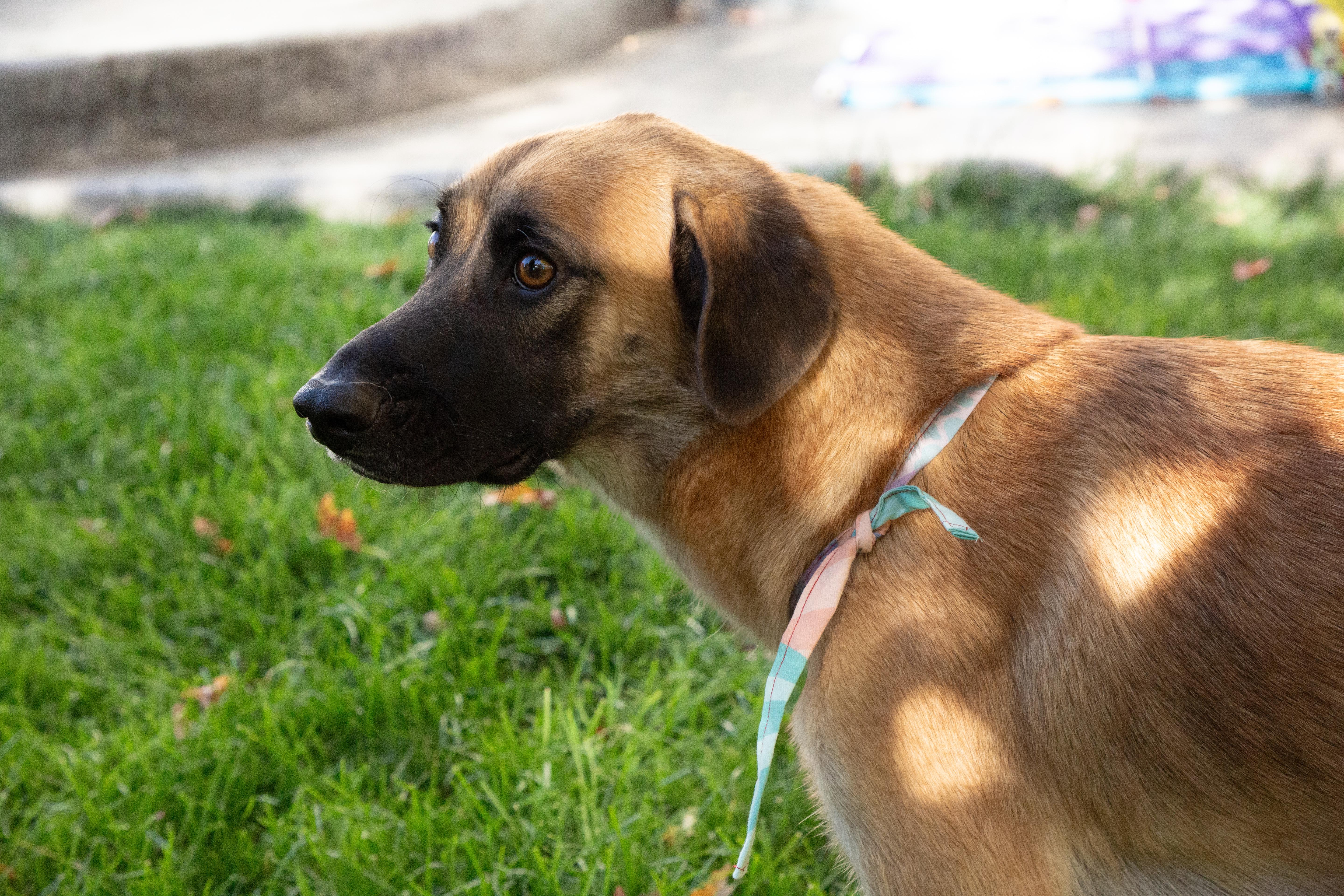 Nancy, a Adoptable mixed breed in Parker, CO image 4/4