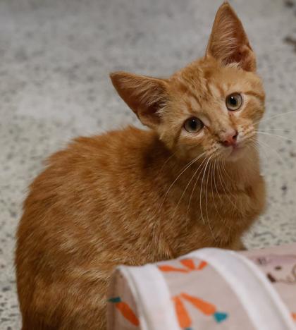 Enlarge Pip, a Adoptable mixed breed in Baraboo, WI image 1/3