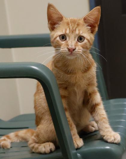 Enlarge Pip, a Adoptable mixed breed in Baraboo, WI image 2/3