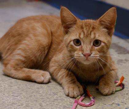 Enlarge Pip, a Adoptable mixed breed in Baraboo, WI image 3/3