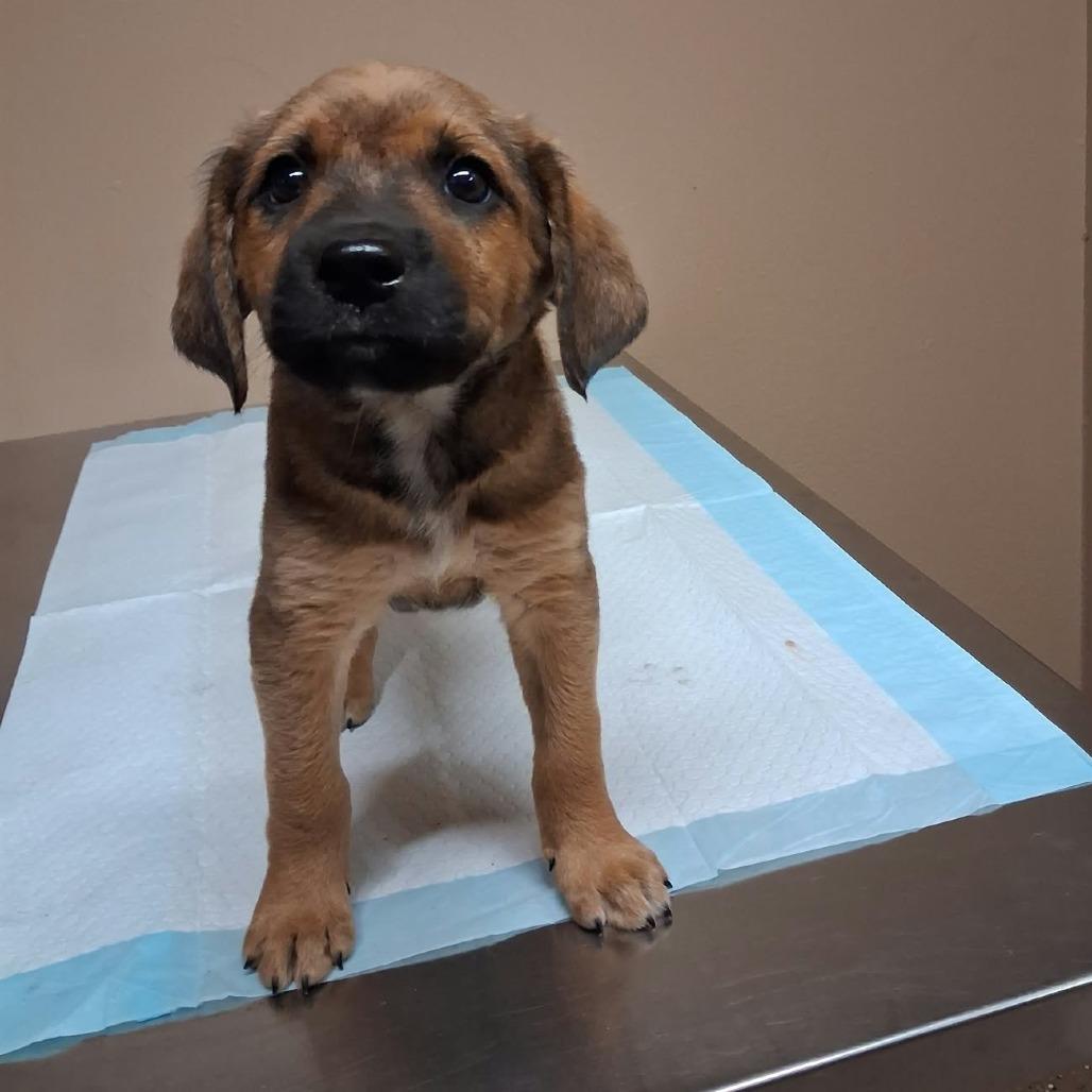 Enlarge Snips, a Adoptable Mixed Breed in Stilwell, OK image 1/2