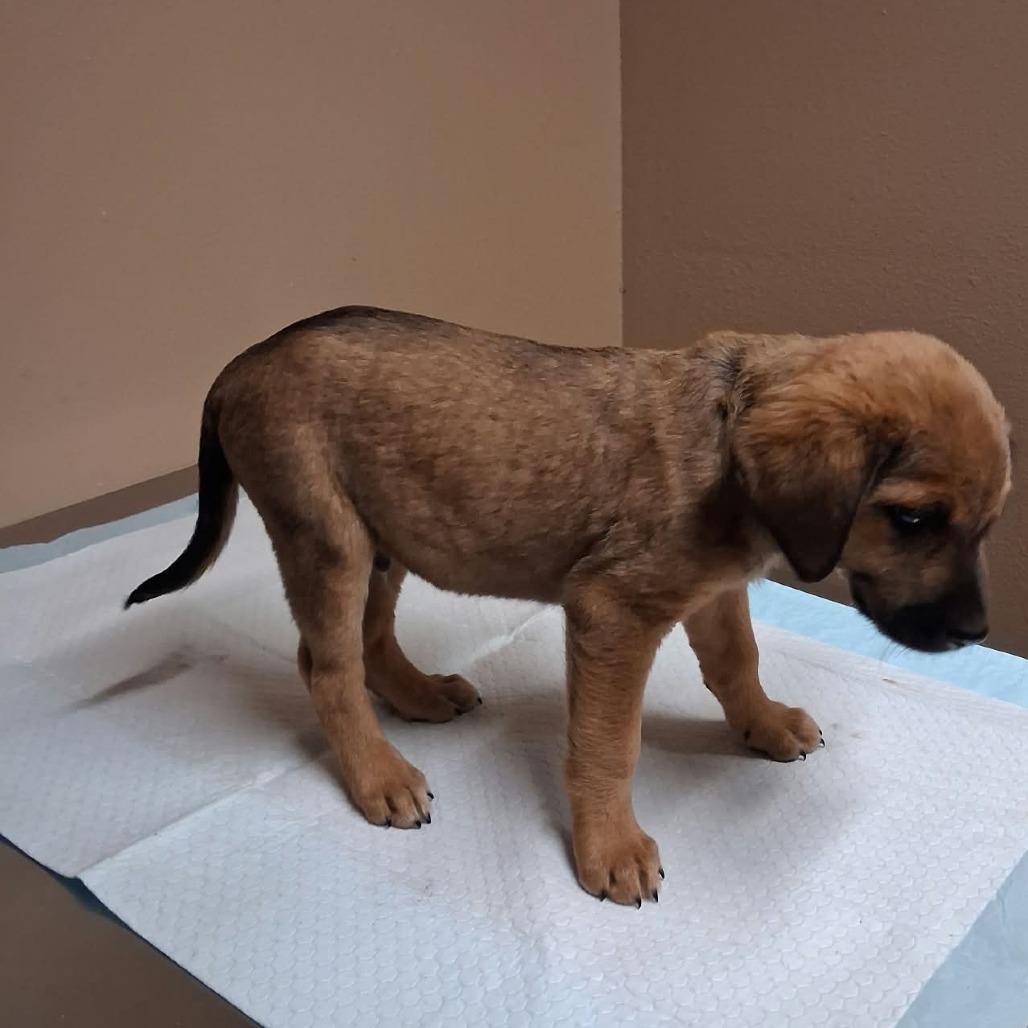 Enlarge Snips, a Adoptable Mixed Breed in Stilwell, OK image 2/2