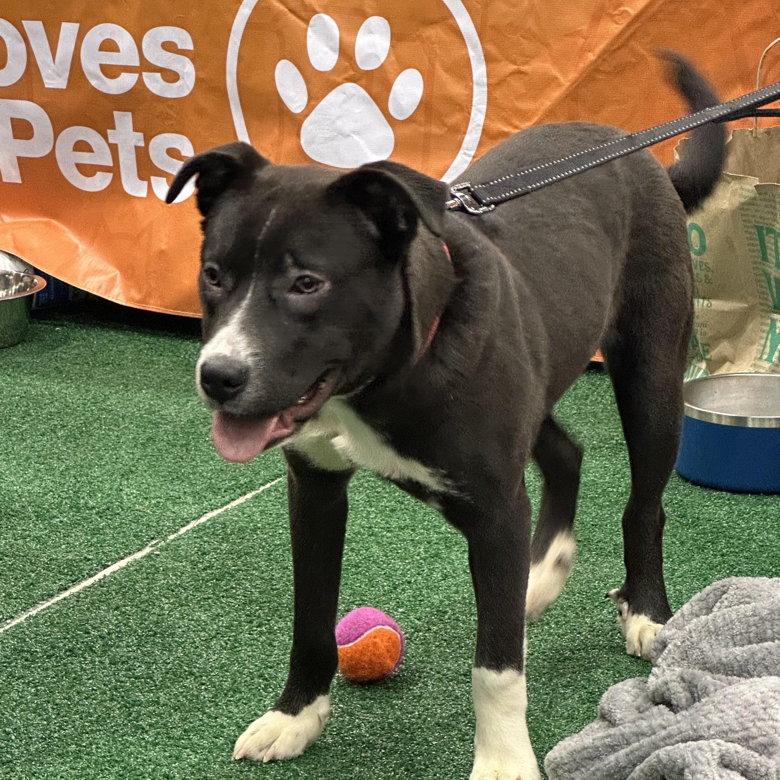 Scout, ADOPTABLE, Puppy Female Labrador Retriever & Pit Bull Terrier.