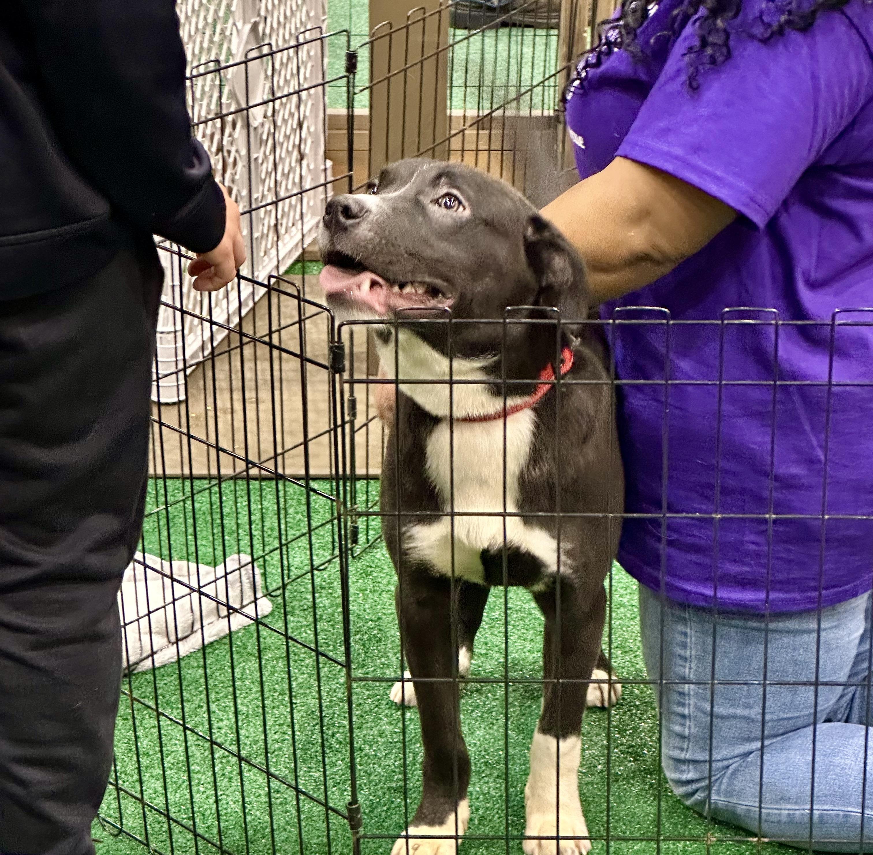 Enlarge Scout, a ADOPTABLE mixed breed in Lyndhurst, OH image 2/2