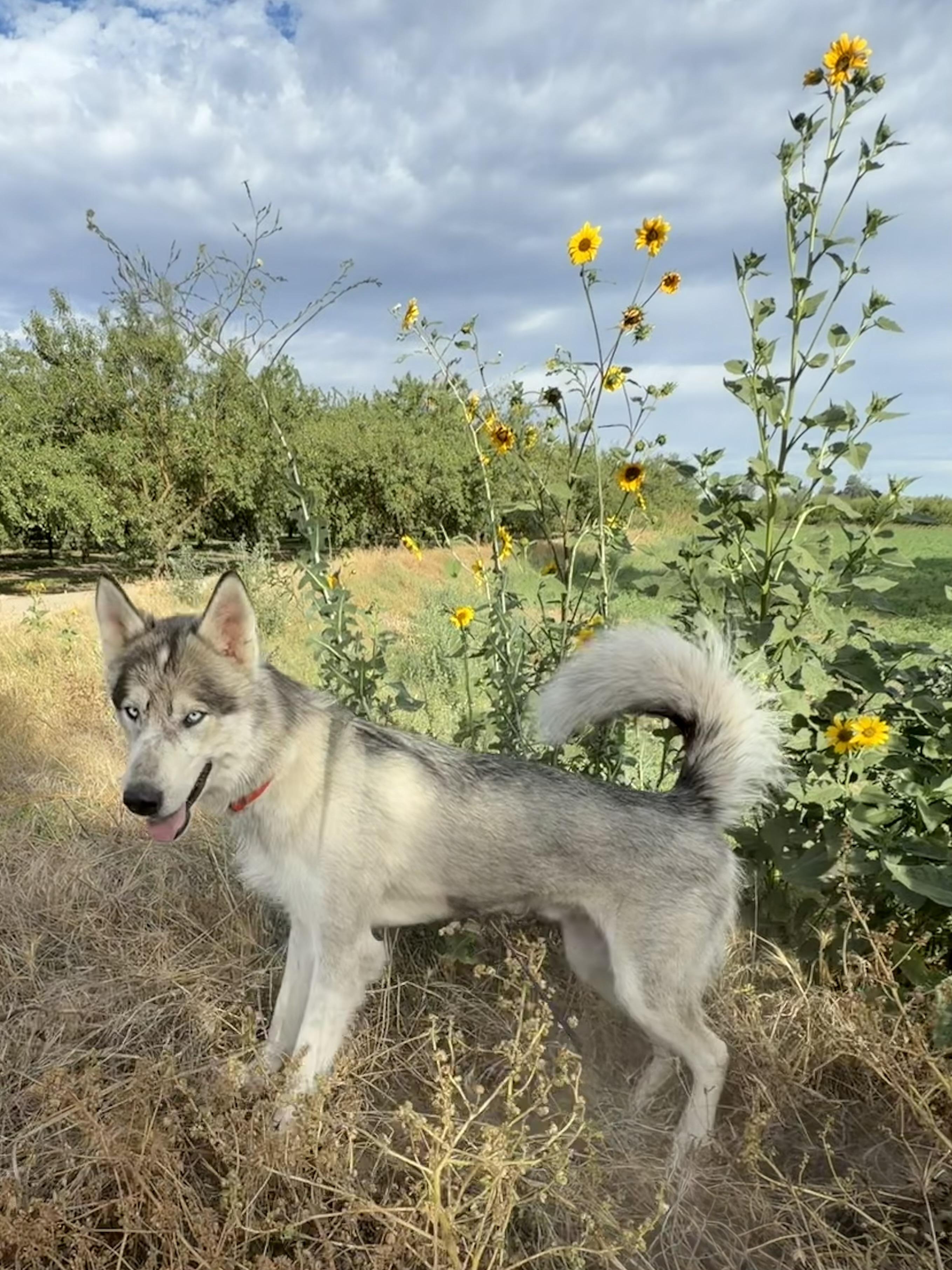Enlarge Maverick, a Adoptable Siberian Husky in Manteca, CA image 4/6