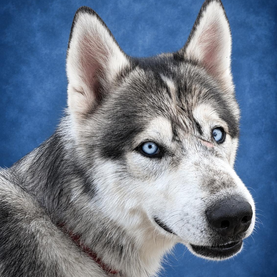 Enlarge Maverick, a Adoptable Siberian Husky in Manteca, CA image 2/6