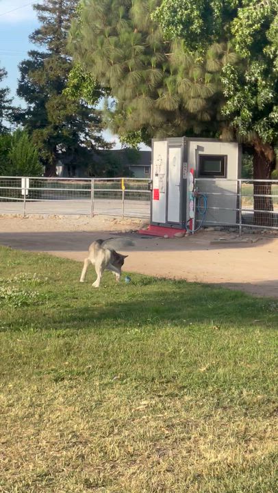 Enlarge Maverick, a Adoptable Siberian Husky in Manteca, CA video 5/6