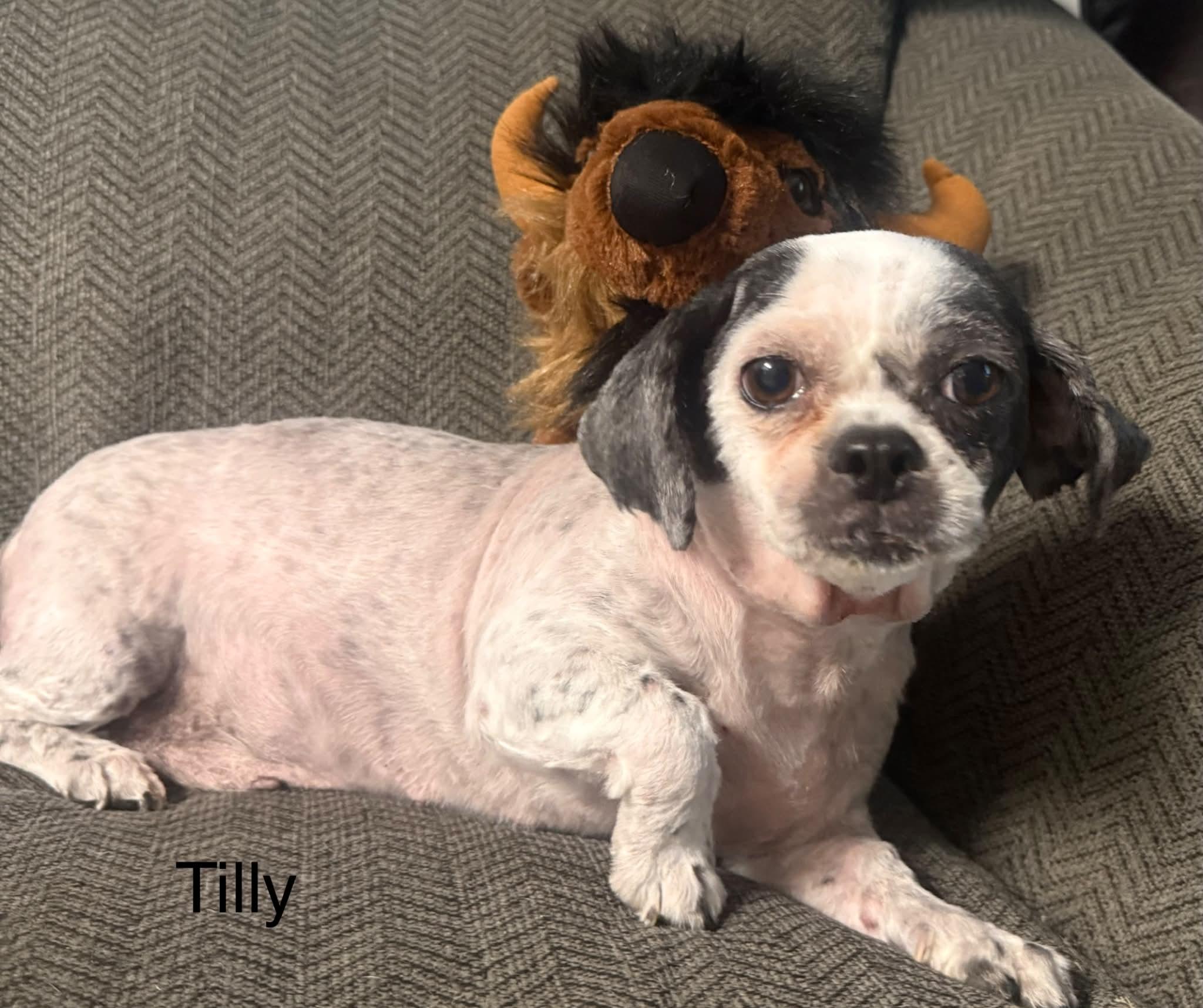 Tilly, Adopted, Senior Female Shih Tzu.