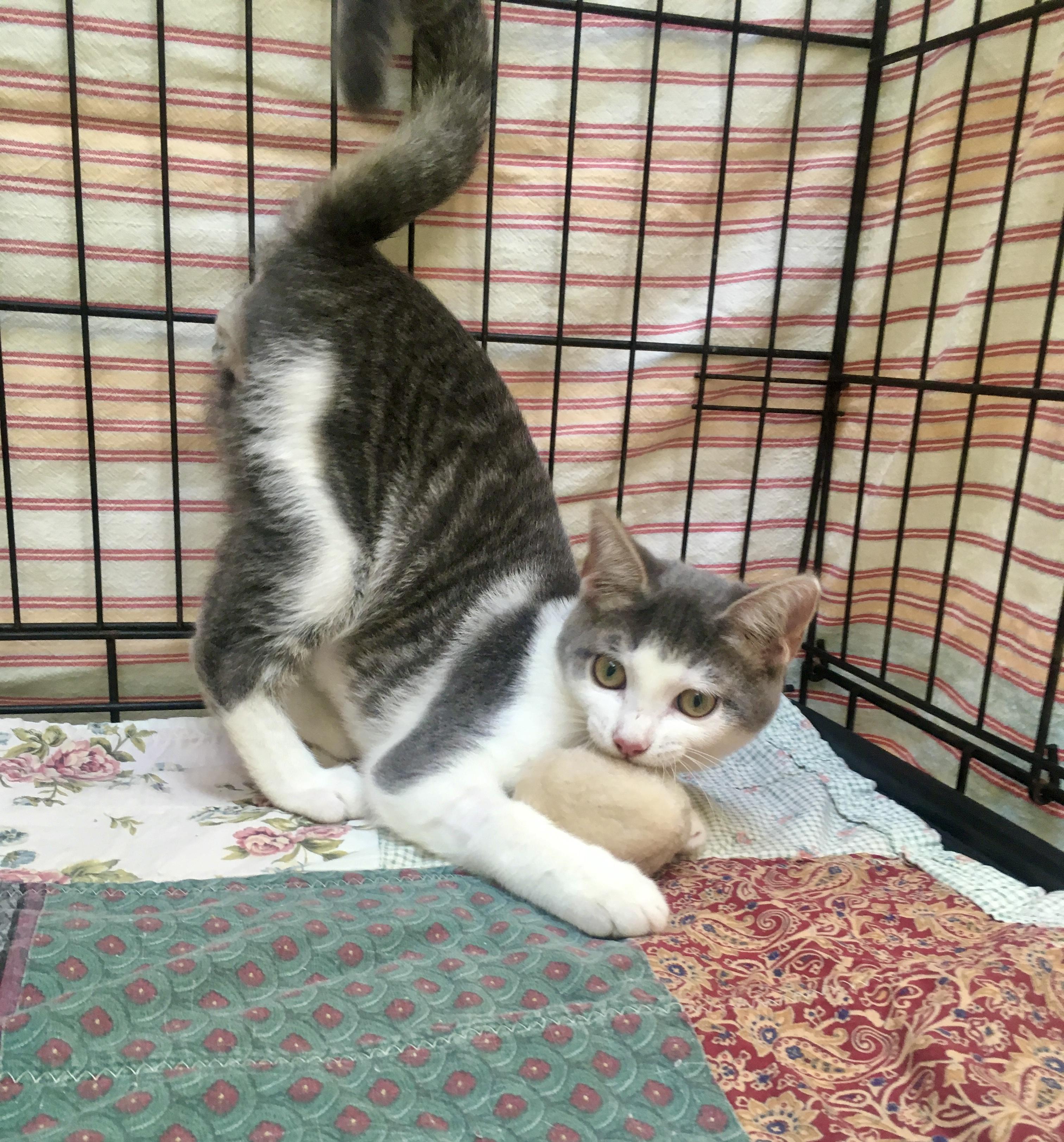 Enlarge Trevor, a Adoptable mixed breed in Leicester, NC image 3/3