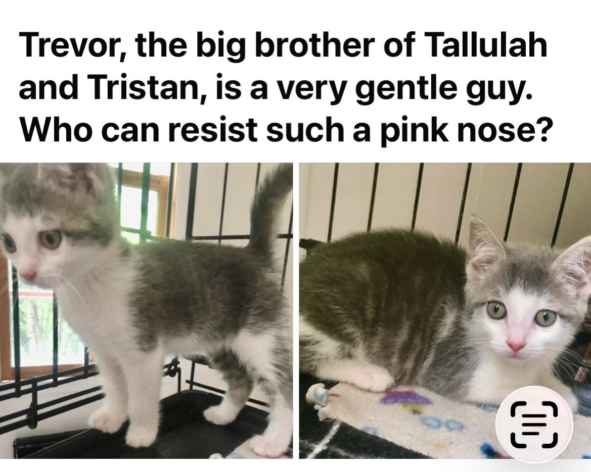Enlarge Trevor, a Adoptable mixed breed in Leicester, NC image 2/3