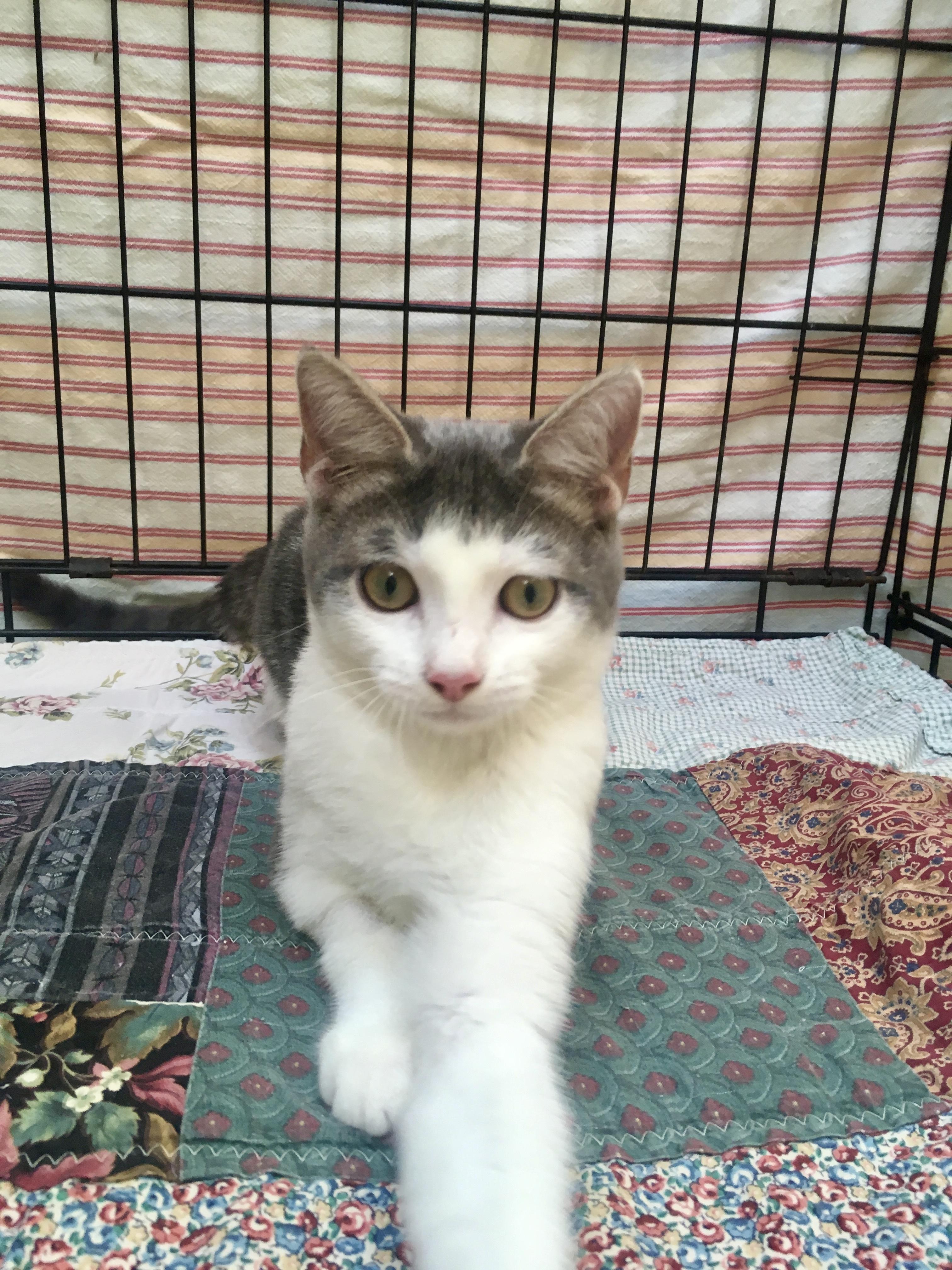 Trevor, Adoptable, Young Male Domestic Short Hair.