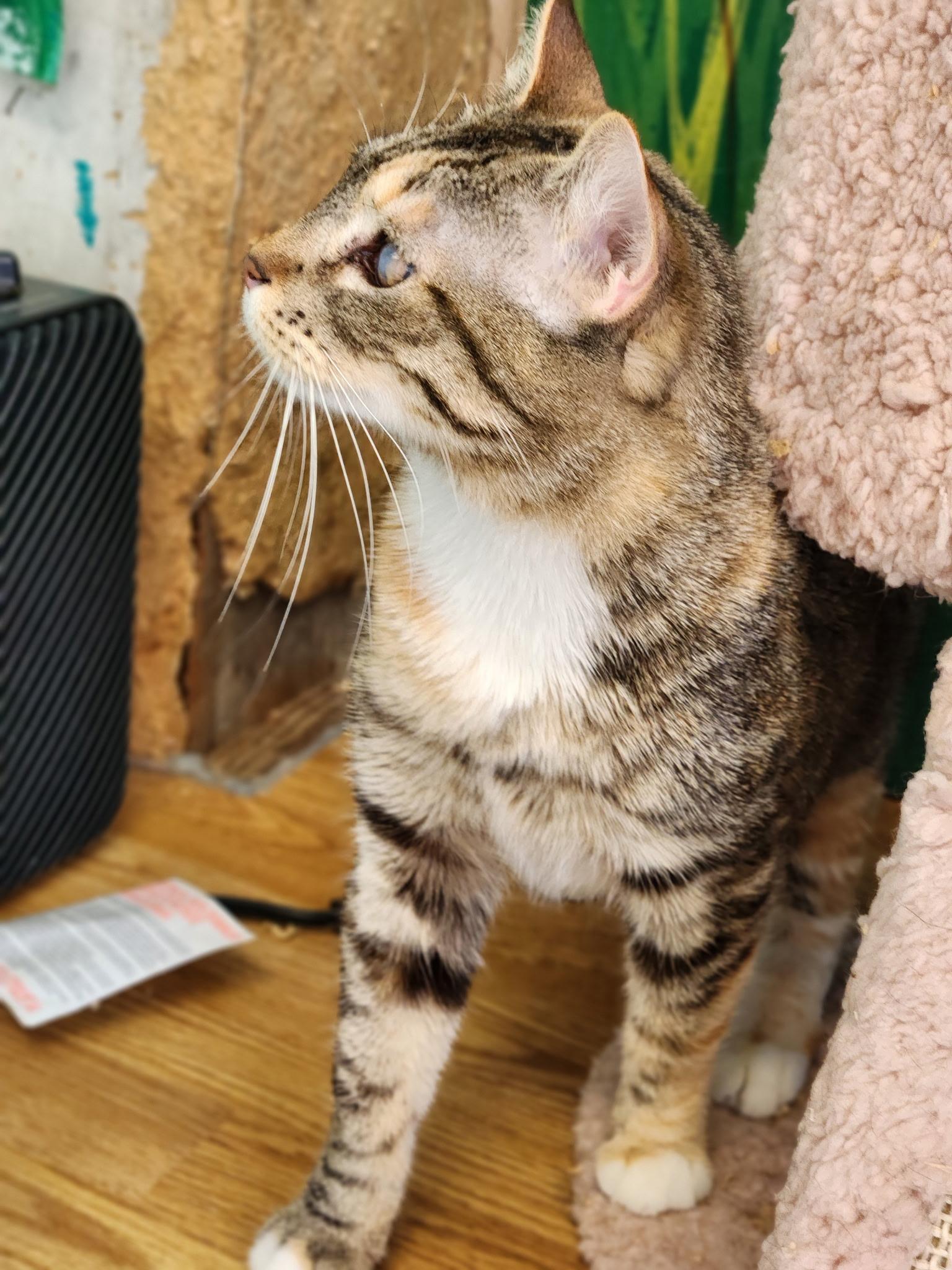 Camilla, Adoptable, Adult Female Torbie.
