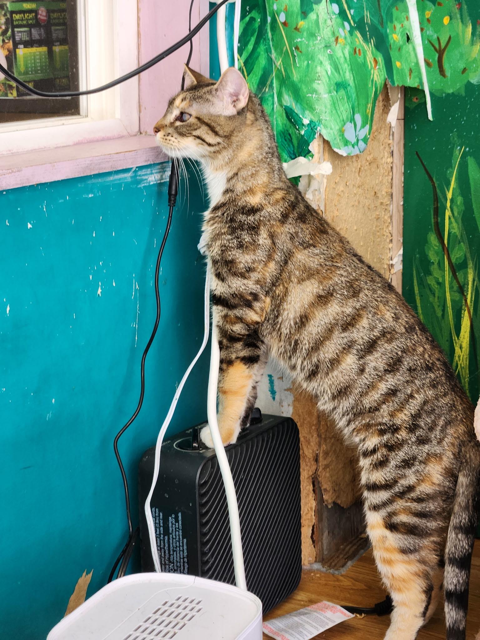 Enlarge Camilla, a Adoptable Torbie in Kelso, WA image 2/5