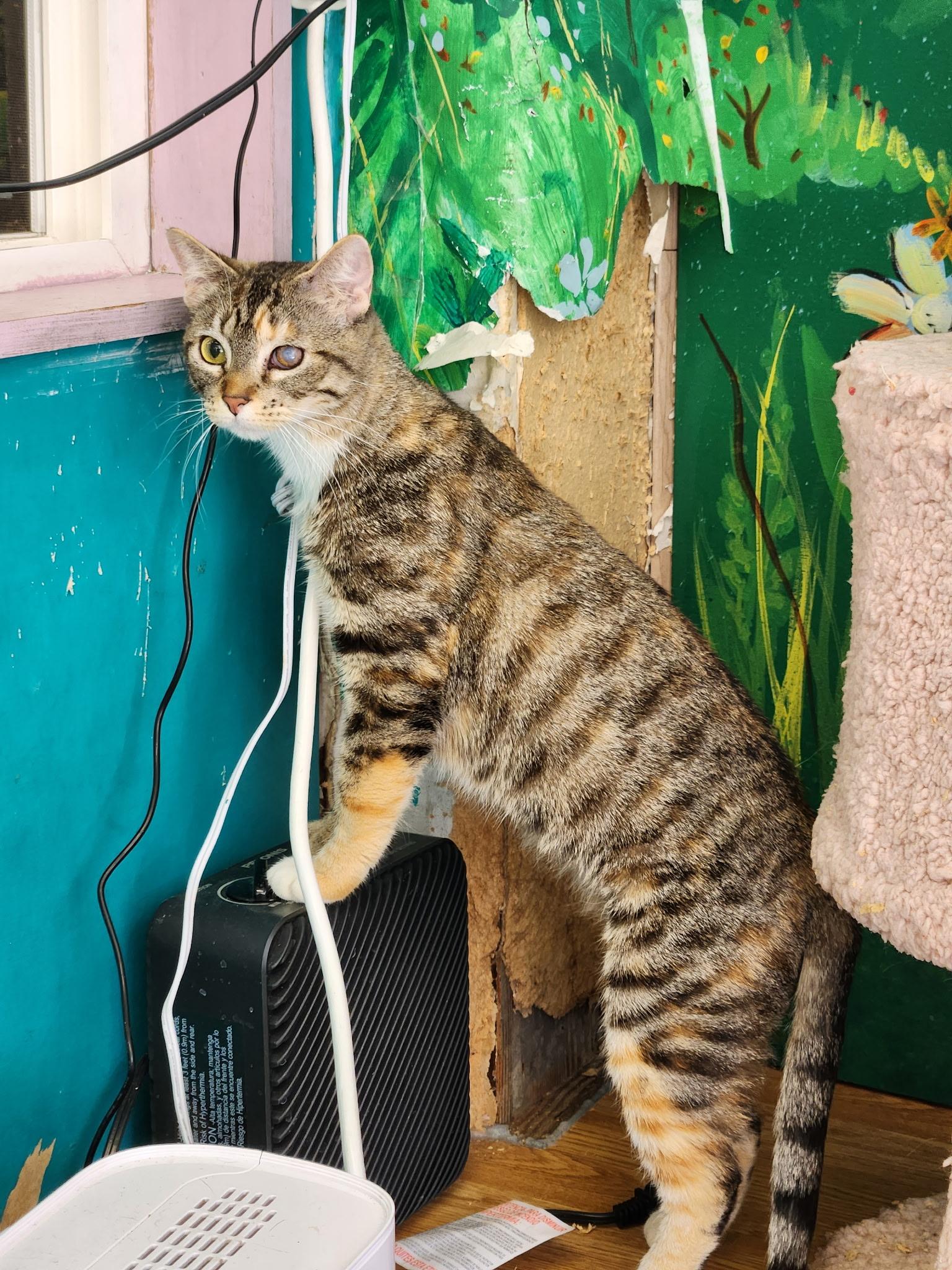 Enlarge Camilla, a Adoptable Torbie in Kelso, WA image 3/5