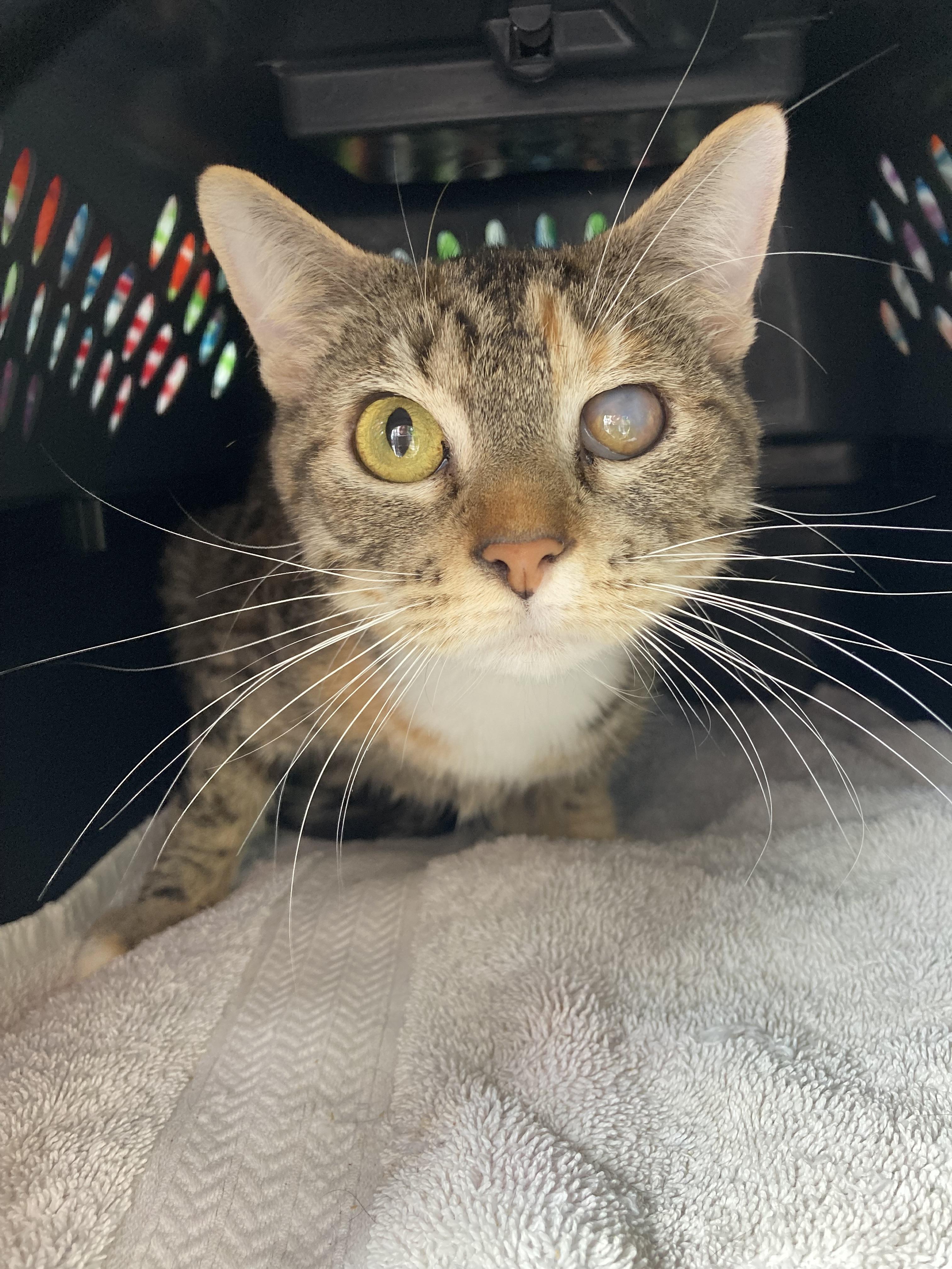 Enlarge Camilla, a Adoptable Torbie in Kelso, WA image 4/5