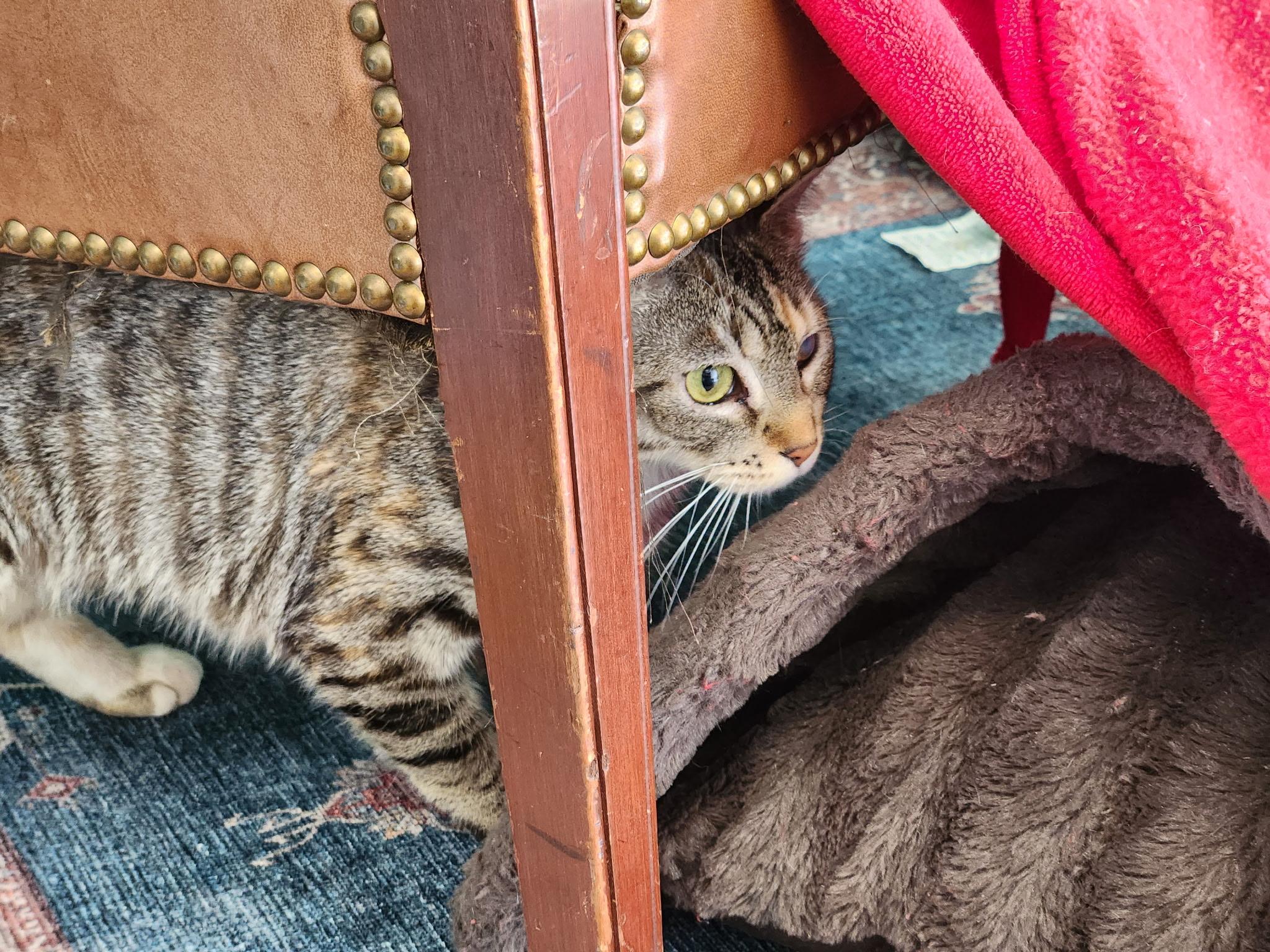 Enlarge Camilla, a Adoptable Torbie in Kelso, WA image 5/5