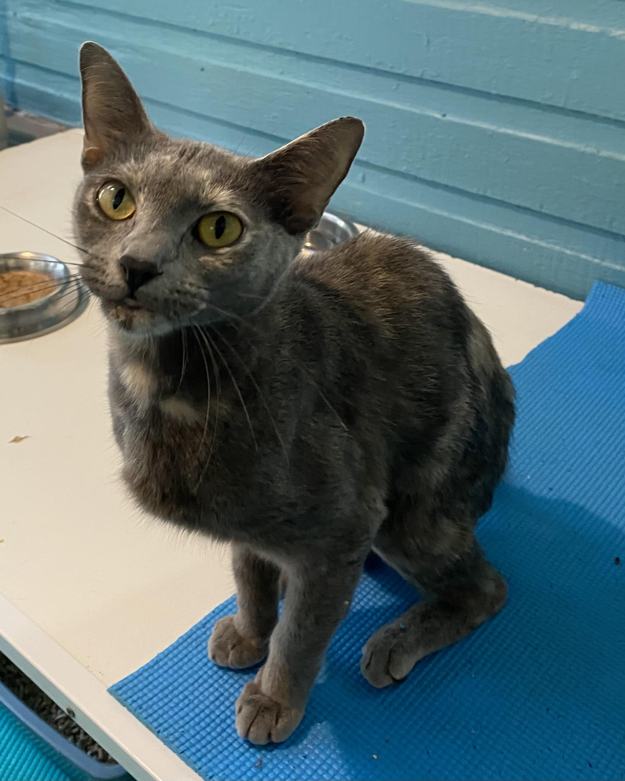 Bailey, a Adoptable Dilute Tortoiseshell in Stanstead, QC image 4/5