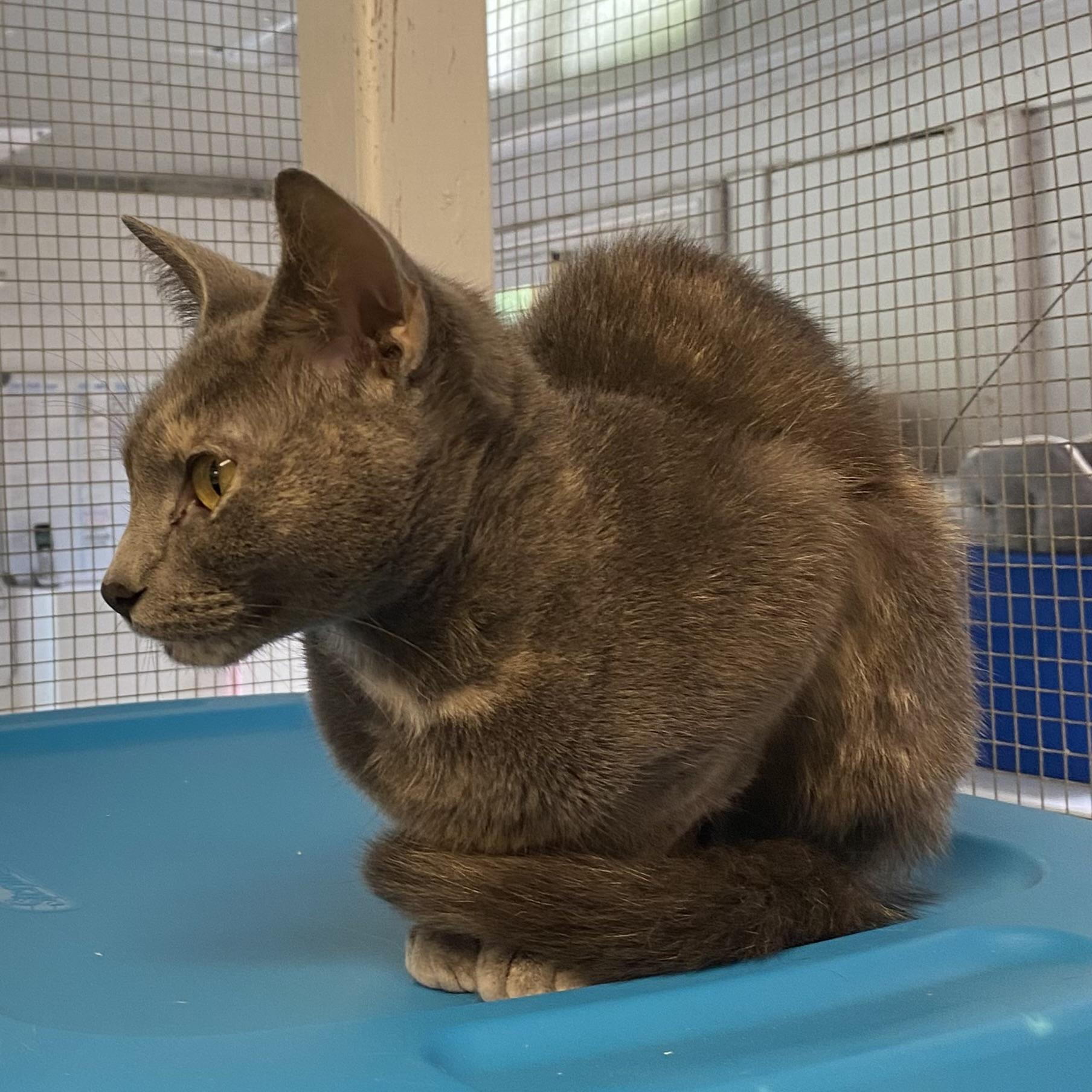 Bailey, a Adoptable Dilute Tortoiseshell in Stanstead, QC image 3/5