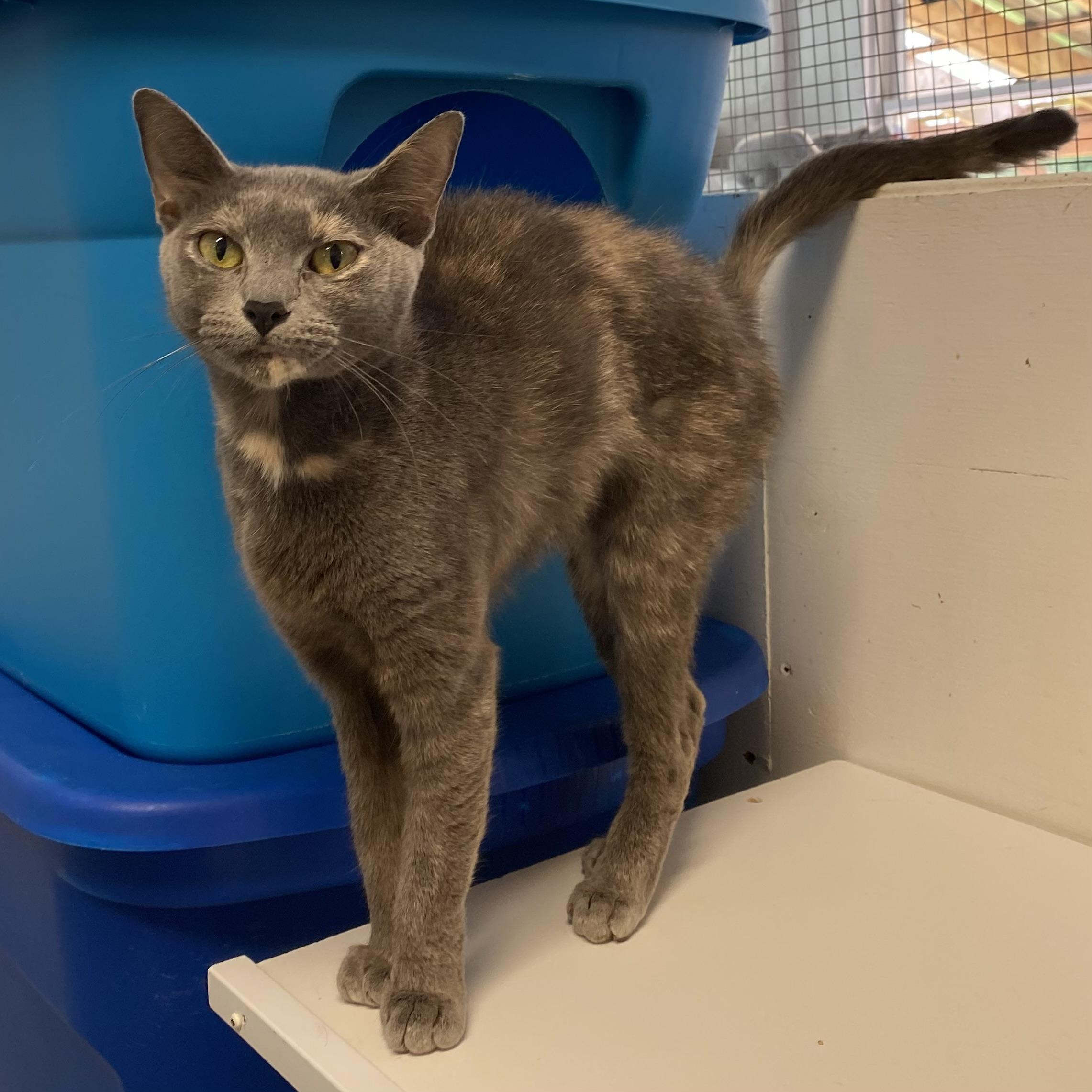 Bailey, Adoptable, Young Female Dilute Tortoiseshell.