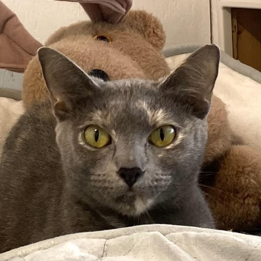 Bailey, Adoptable, Young Female Dilute Tortoiseshell.